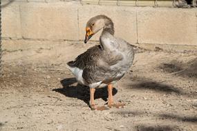 Birds Animalia Nature