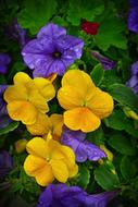 Thoughts Petunias Flowers Petunia