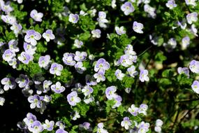Honorary Award Flower Plant