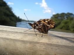 Argentina Butterfly Insects
