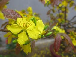 Nature Flower Leaf