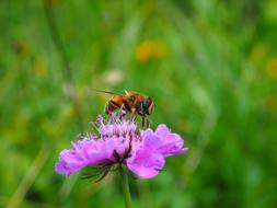 Nature Insect Bee
