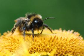 the bee on the yellow flower is cute
