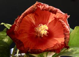 Hibiscus Orange Petals