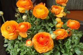 Nature Flower Bouquet De Fleurs