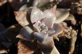 Nature Flower Drops Succulent