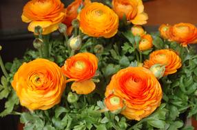 Garden Flower Nature Bouquet De