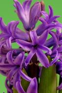 Flower Plant Nature