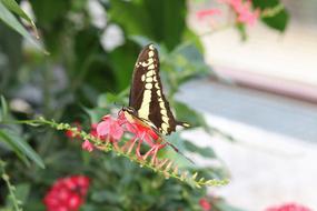 Nature Flower Butterfly