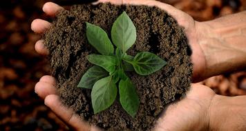 Earth Scion Leaf