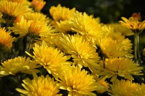 Flower Chichewa Live Vivid Color