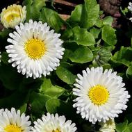 Daisy Marie Flower White Blossom