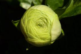 Ranunculus Bud Blossom