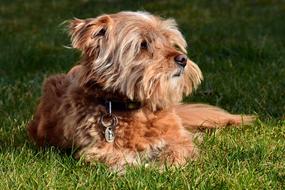 Fluffy pet dog on the grass