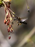 Bee Flight Pollination