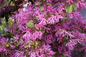 Natural Flowers Plant