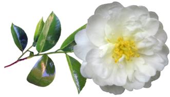 Camellia White Flower