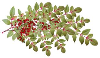 leaves berries plant garden branch