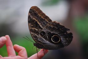 Nature Insect Butterfly