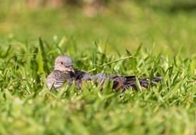 Grass Nature Outdoors