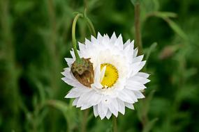 Paper Daisy Bloom Australian