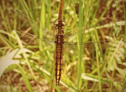 Nature Insect invertebrates macro blur