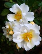 white flower center