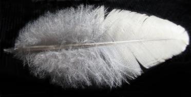 Nature Softness Desktop
