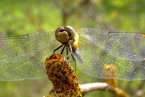 Nature Animals Dragonflies