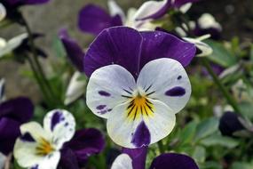Flower Pansy Colored