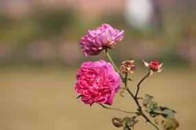 Nature Flower Flora