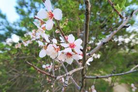 Tree Flower Nature