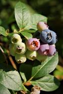 Nature Plant Blueberries