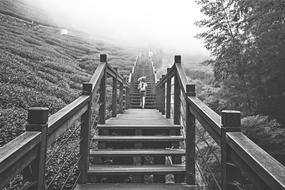 Black And White Nature Bridge