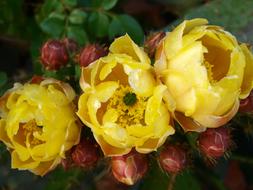 Cactus Flower Flowering