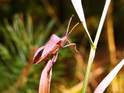 Nature Leaf At The Court Of