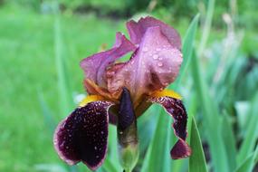 Iris After The Rain Flower