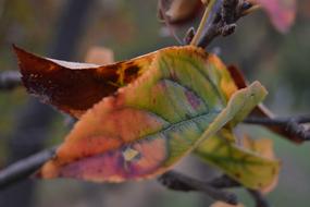 Leaf Color Plants