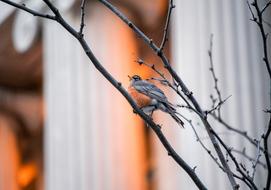 Outdoors Nature Bird