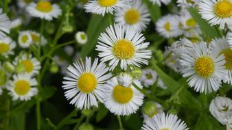 White Blossom Rays Wild Flower