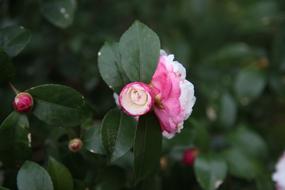Camellia