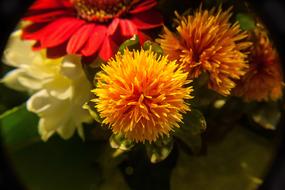 Flower Orange Blossom Plant Close