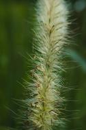Nature Flora Grass