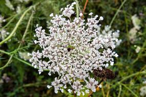 Plant White Blossom Summer