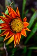 The orange flower is beautiful
