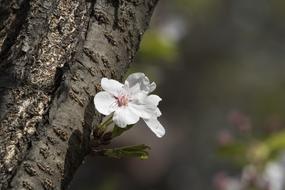 Wood Nature Plants