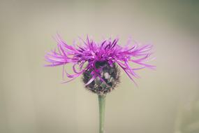 Flower Blossom Bloom