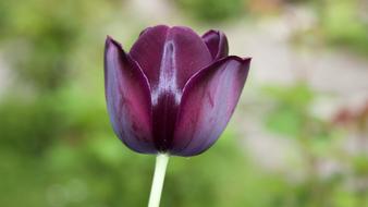Tulip Tulips Spring