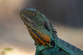 Lizard Reptile Wildlife