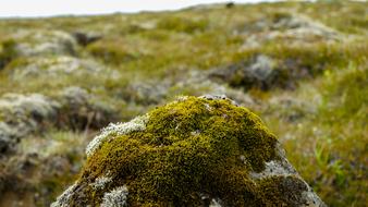 Stone Moss Iceland